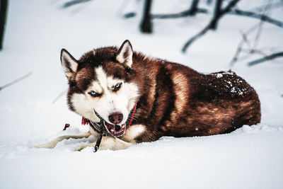 Husky on snow covered field