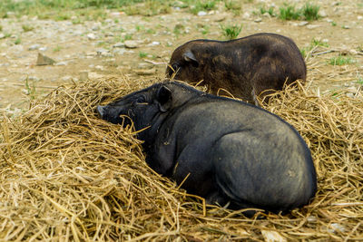 View of animal resting on hay