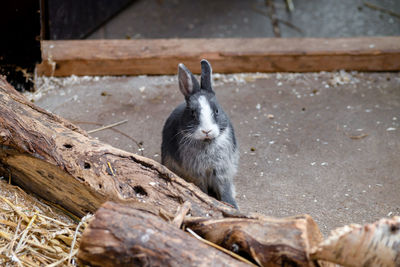   rabbit on wood