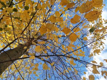 Low angle view of tree against sky