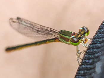 Close-up of dragonfly on plant