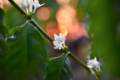 Close-up of white flowering plant