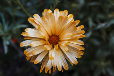 Close-up of yellow flower blooming outdoors