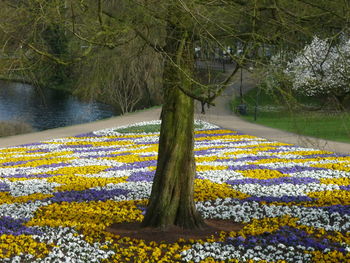 Close-up of yellow flowers by lake