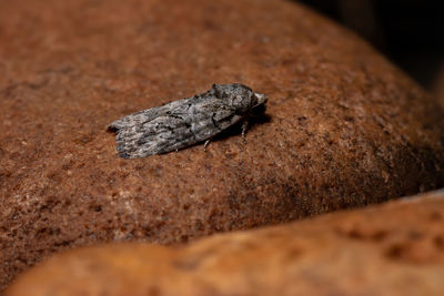 Close-up of lizard on rock