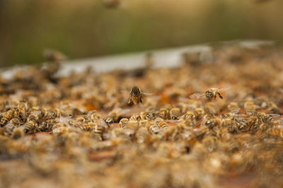 Close-up of bee on the ground