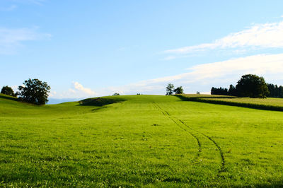 Scenic view of agricultural field against sky