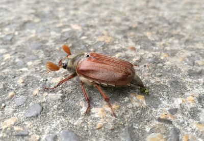 Close-up view of an animal