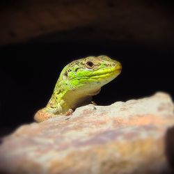 Close-up of lizard on rock