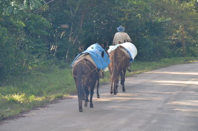 Rear view of horse on road