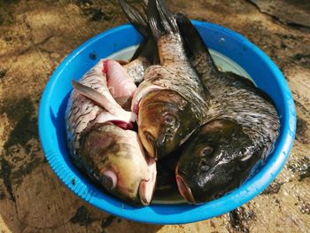 High angle view of fish in plate