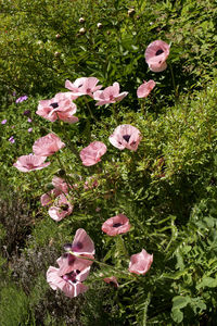 High angle view of pink roses in garden