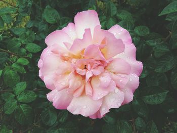 Close-up of pink flower blooming outdoors