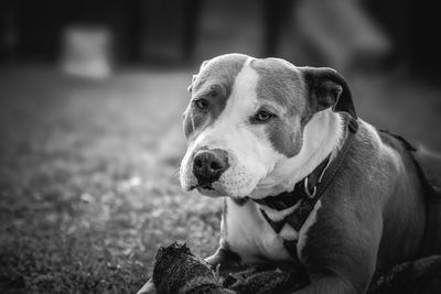 Close-up of dog