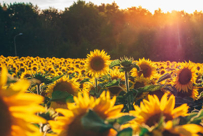 Close-up of yellow flowering plants on field