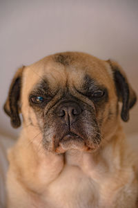 Close-up portrait of dog