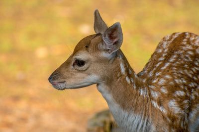 Close-up of a deer looking away