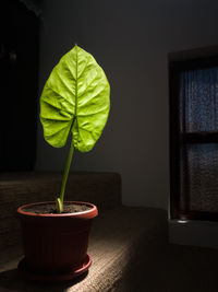 Close-up of potted plant on table at home