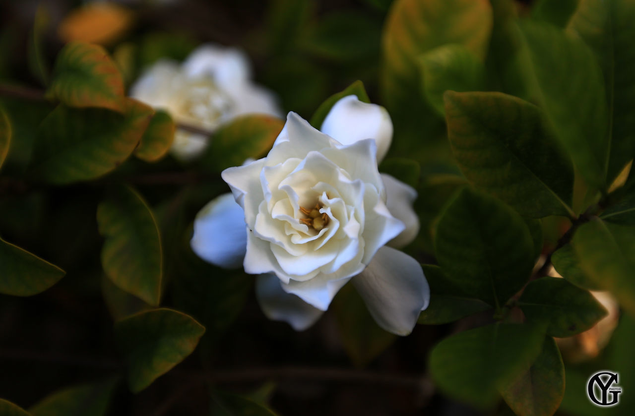 CLOSE-UP OF WHITE ROSE BLOOMING