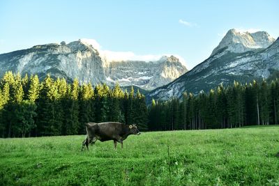 Cows in a field