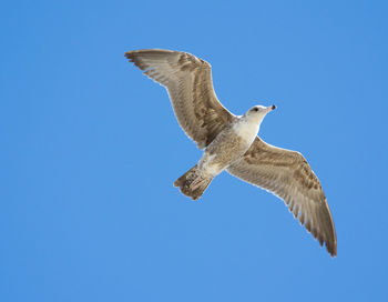 Low angle view of eagle flying against clear blue sky