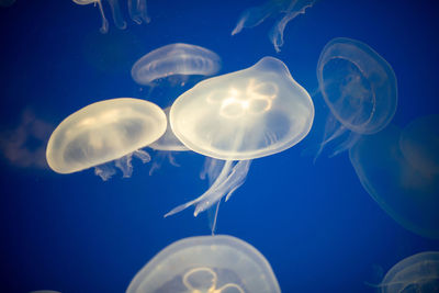 Close-up of jellyfish swimming in sea