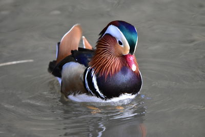Duck swimming in lake