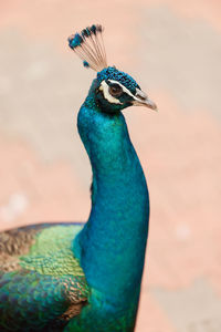 Close-up of peacock