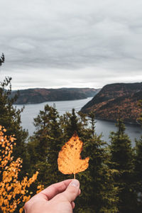 Person holding autumn leaf against sky