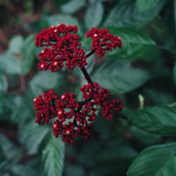 Close-up of red berries growing on plant