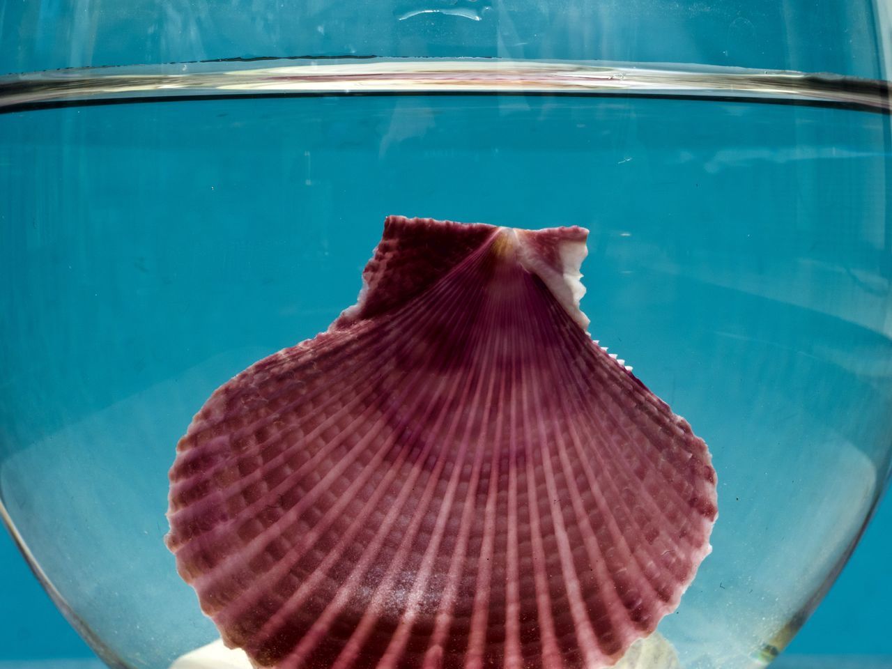 CLOSE-UP OF SWIMMING UNDERWATER