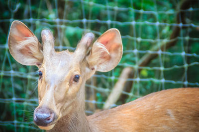 Close-up portrait of deer