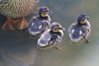 High angle view of ducklings in lake