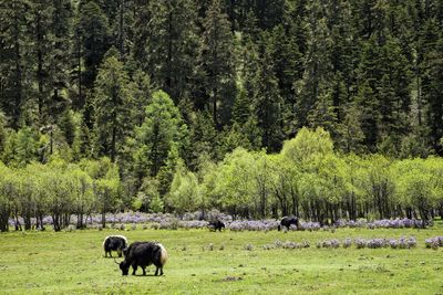 Cows grazing in pasture