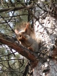 Low angle view of squirrel on tree