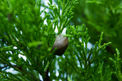 Close-up of fresh green leaves