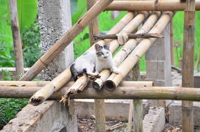 Lion sitting on wood in zoo