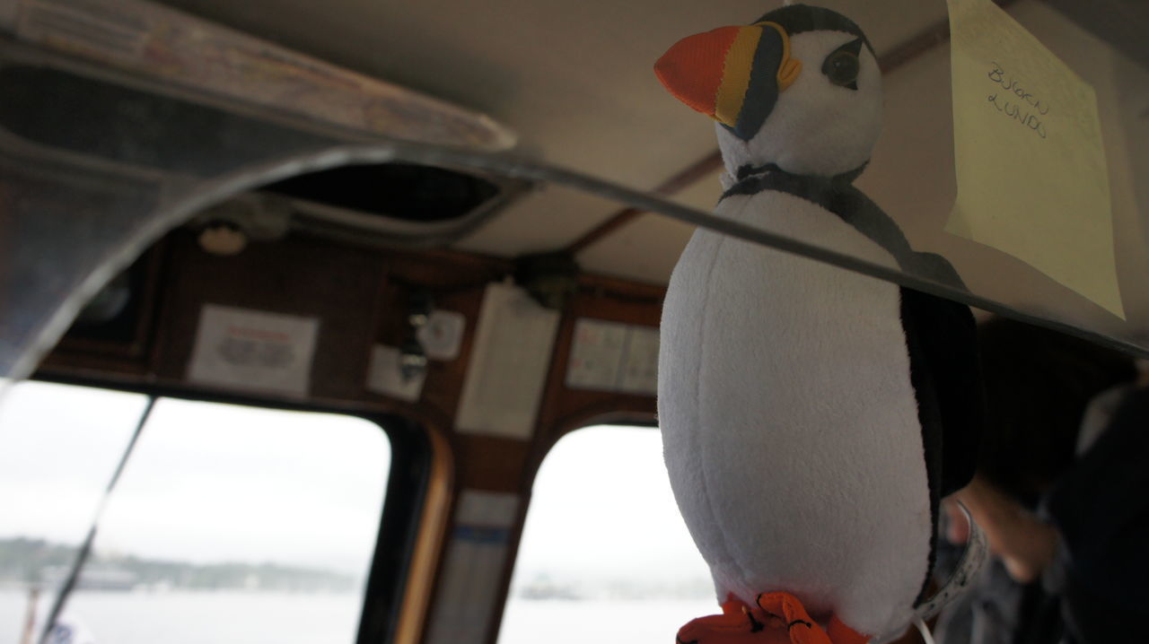 CLOSE-UP OF BIRD AGAINST SKY SEEN THROUGH BOAT