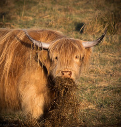 Close-up of lion on field