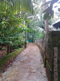 Footpath amidst palm trees