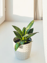 Flower pot with sansevieria. indoors plant on windowsill. peaceful botanical hobby. gardening.