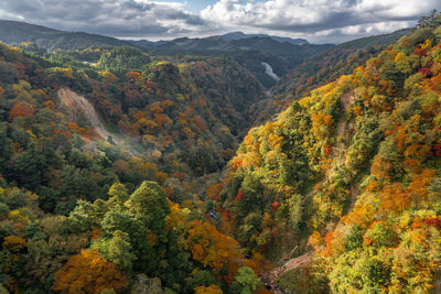 Scenic view of forest during autumn