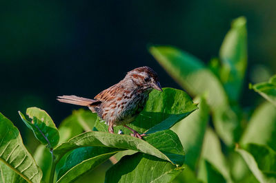 Close-up of bird perching on plant