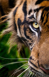 Close-up of a sumatran tiger