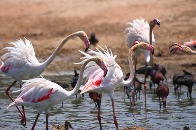 Birds in lake on sunny day