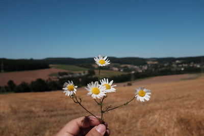 Close-up of young woman holding daisy flowers