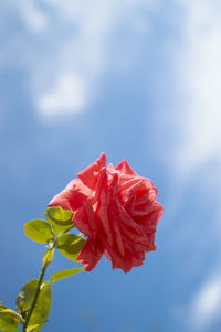 Close-up of red rose plant