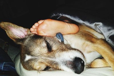 Close-up of dog sleeping on bed at home