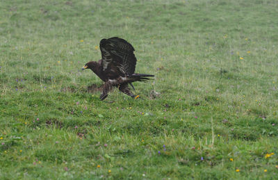 Bird on field