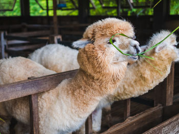 Close-up of alpaca in pen